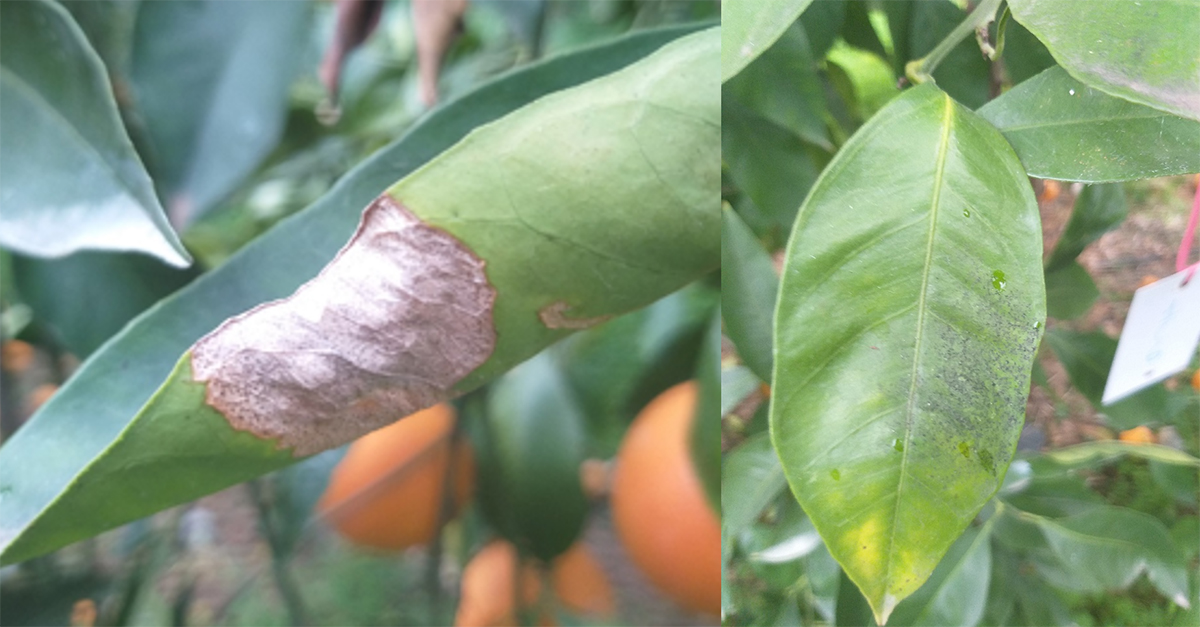 Sintomi da Colletotrichum